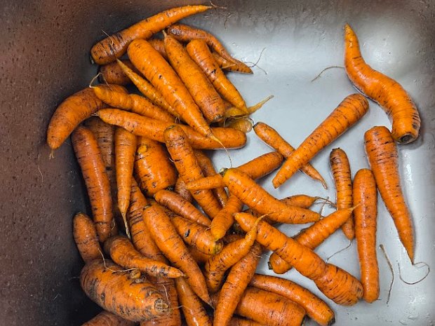 2025-09-25 Mahe Muhe porgandid